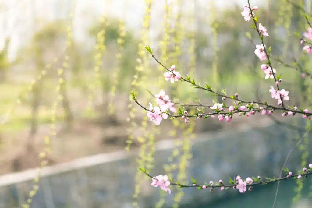 Branches fleuries et fleurs tendres, parfaites pour un mariage printanier plein de douceur.